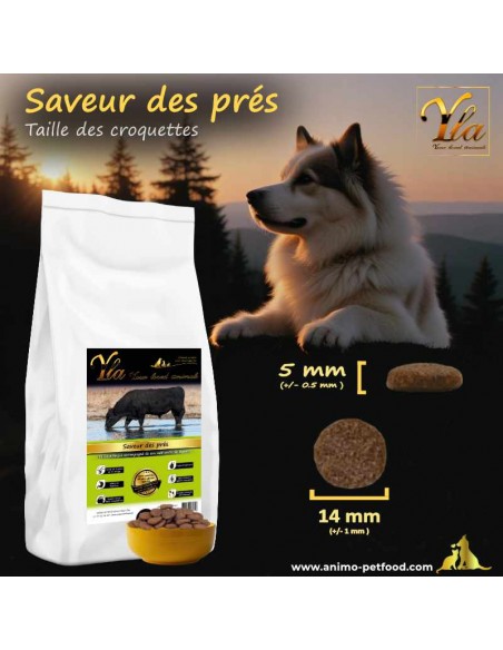 Croquettes de taille adaptée pour chien, offrant un confort optimal et une bonne santé dentaire