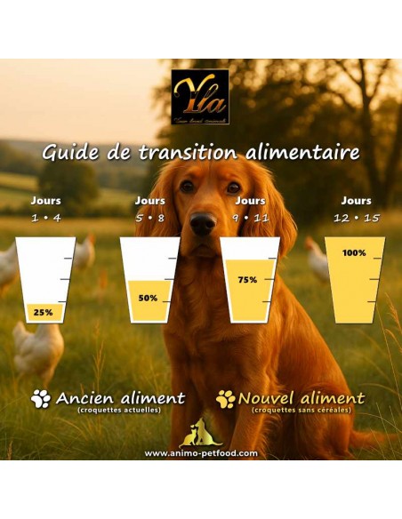Guide d’introduction d’une nouvelle routine nutritionnelle pour chien