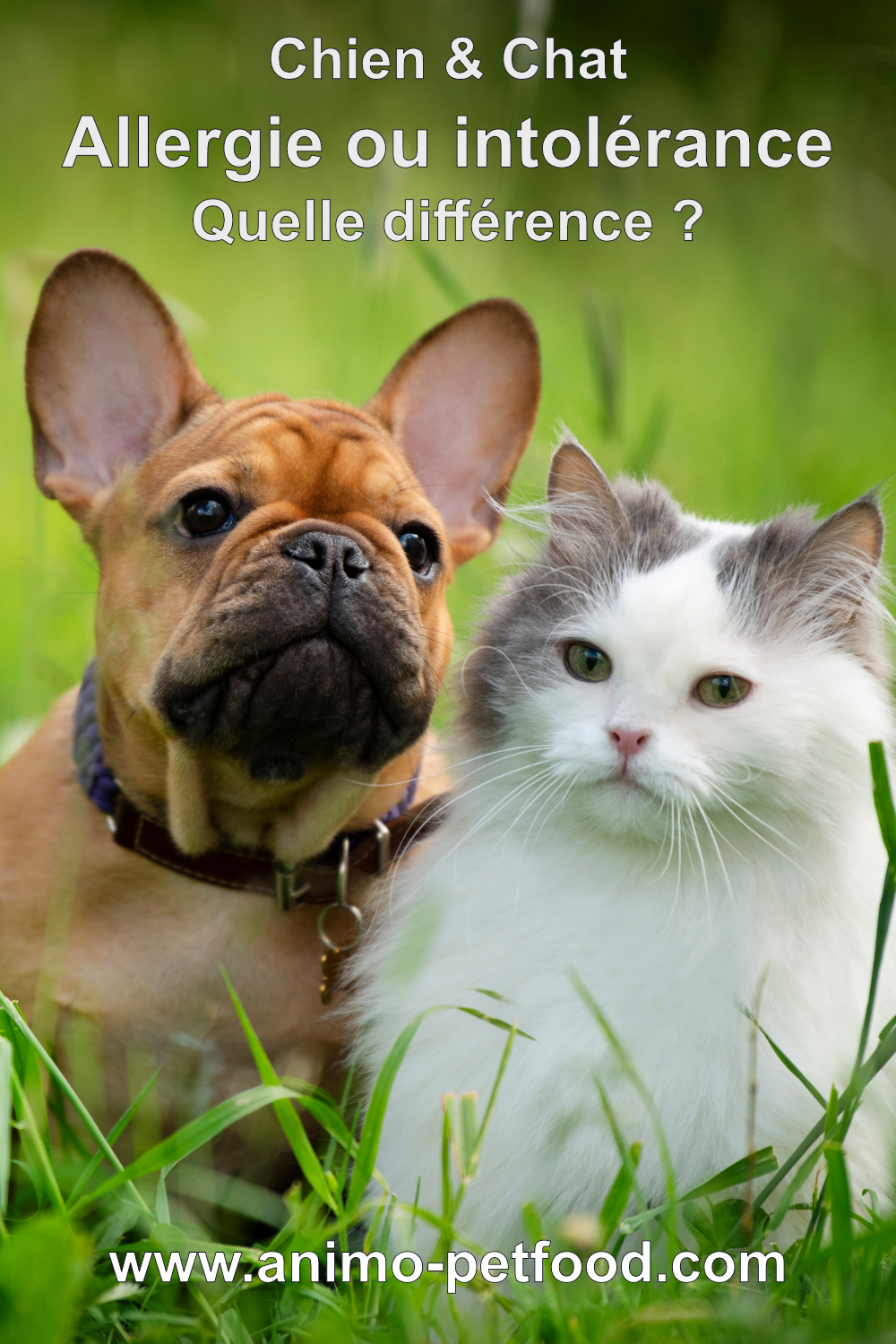 allergie-ou-intolerance-chez-le-chien-et-le-chat