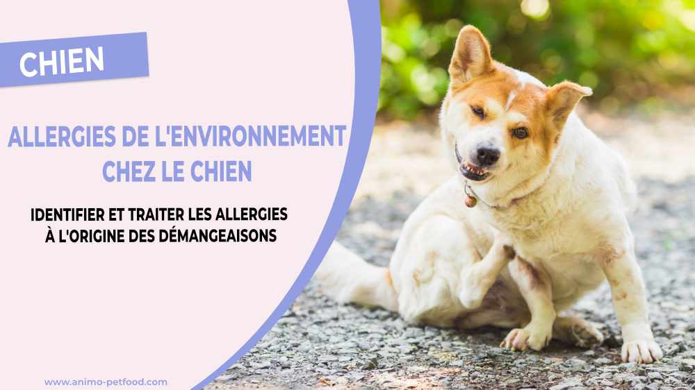 les-allergies-de-l-environnement-chez-le-chien