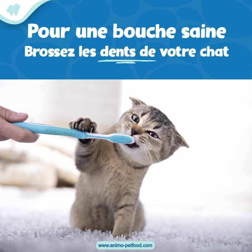 nettoyage dentaire chez le chat