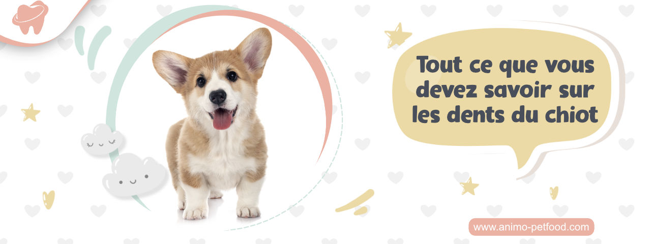 dents de chiots