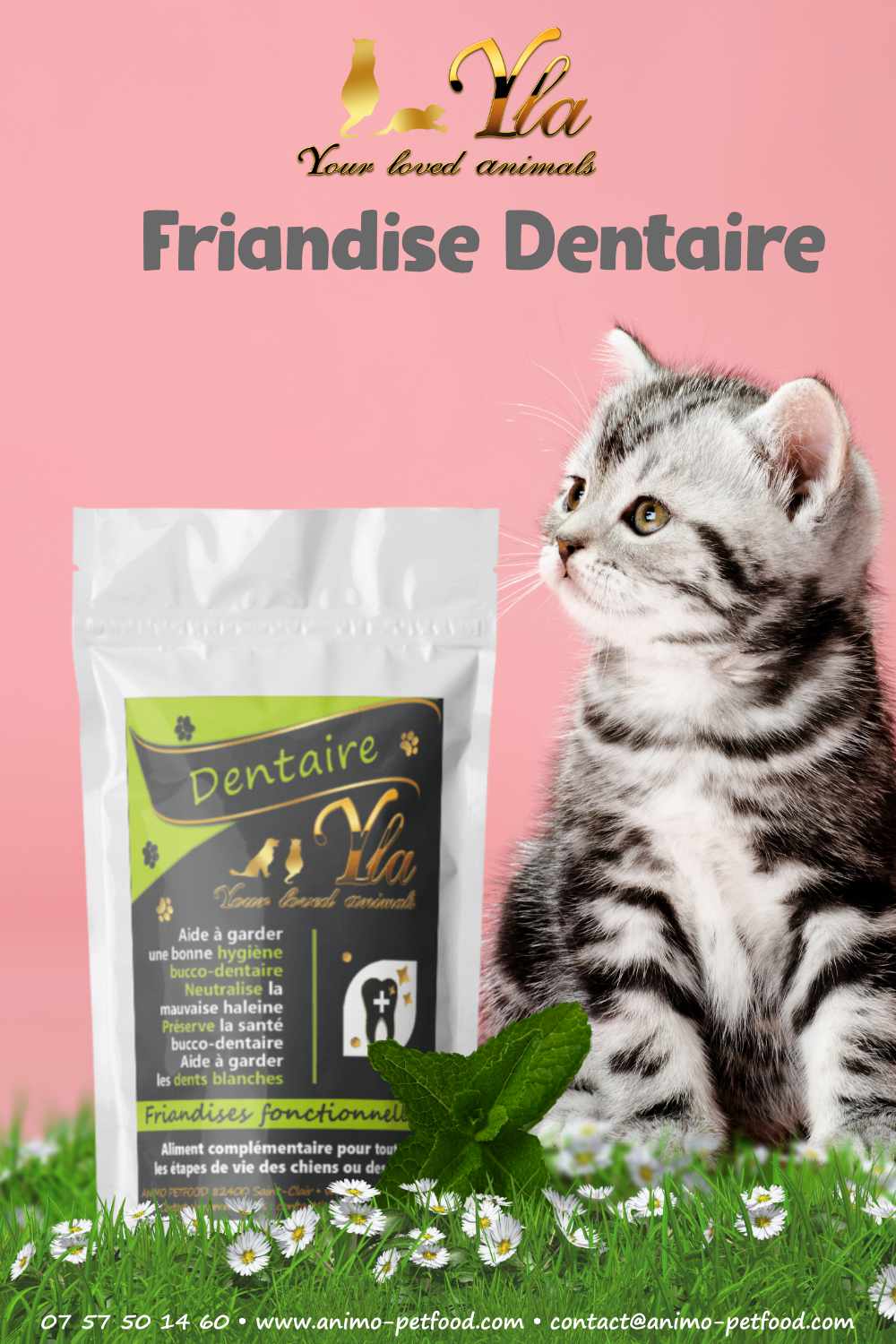 friandises dentaire chaton