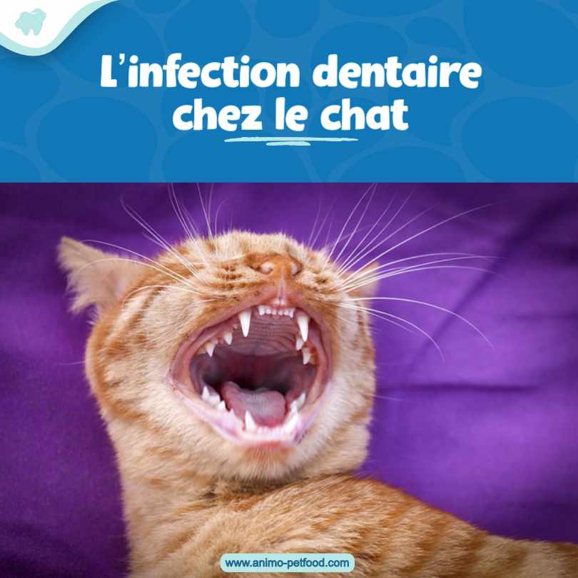 L’infection dentaire chez le chat  