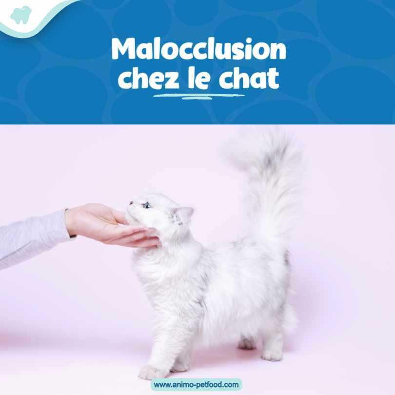La malocclusion chez le chat