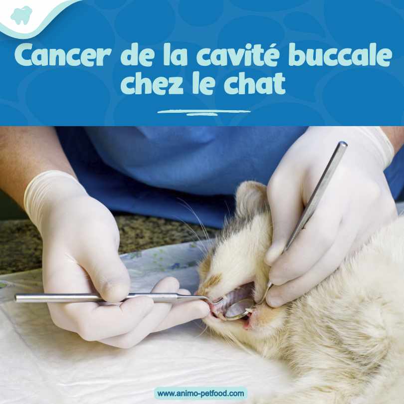 problemes dentaires chez le chat cancer de la cavité buccale 