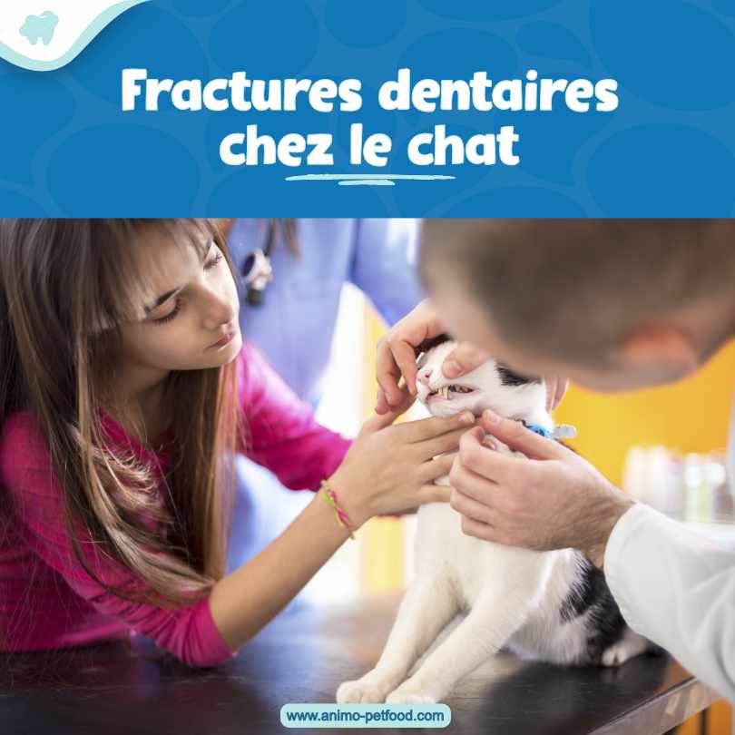  fractures dentaires chez le chat