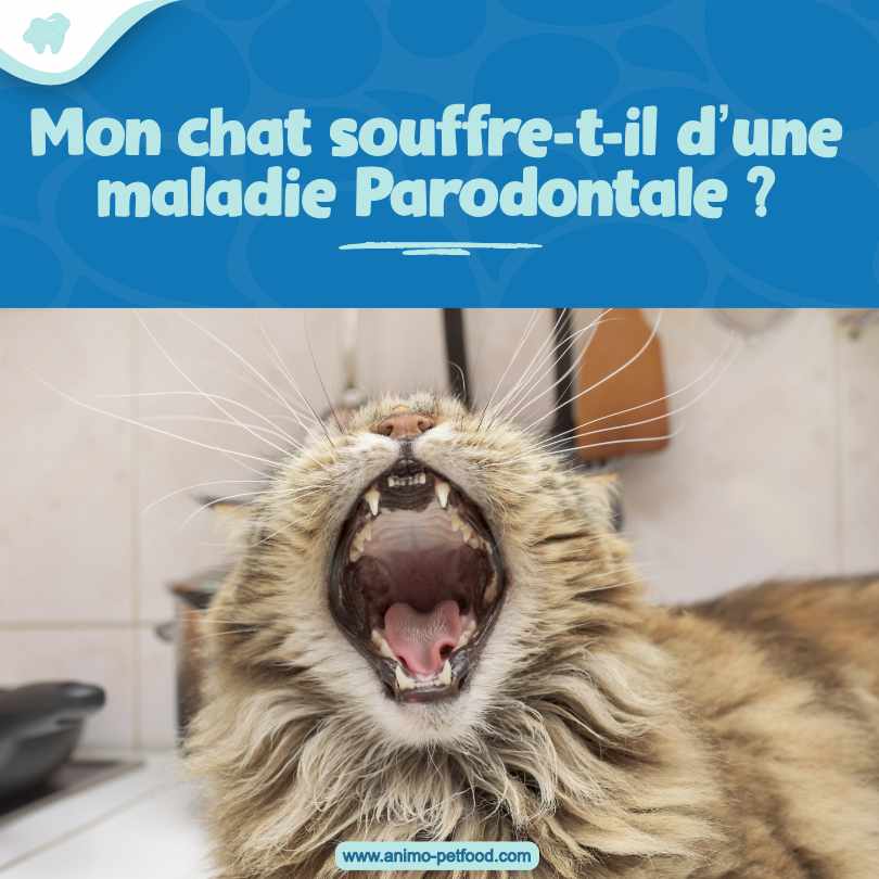 problemes dentaires chez le chat maladie parodontale