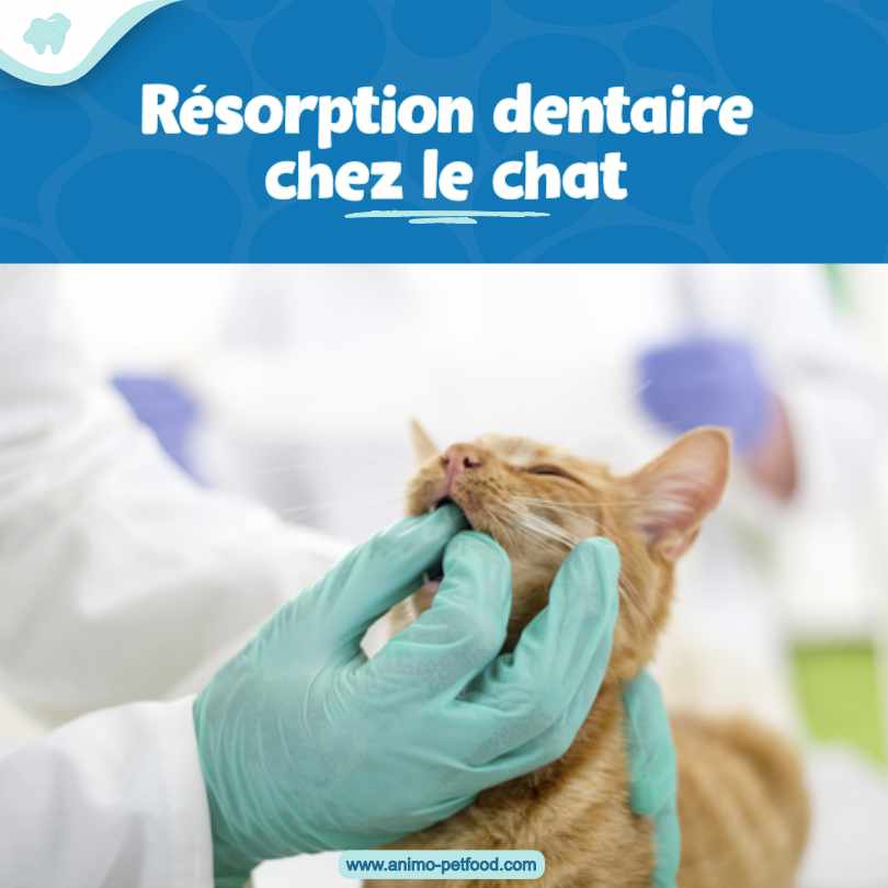 résorption dentaire chez le chat