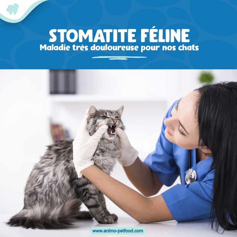 stomatite féline 