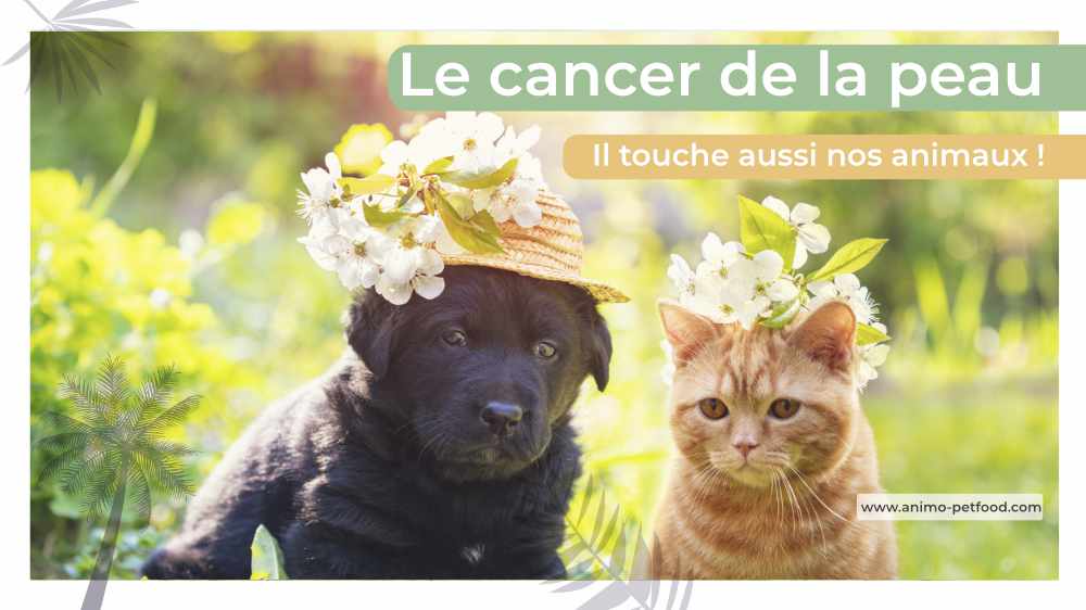 cancer-de-la-peau-chien-et-chat