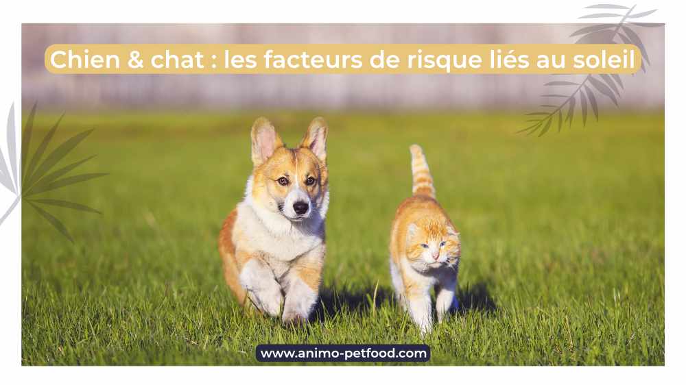 chien-chat-les-facteurs-de-risque-lies-au-soleil