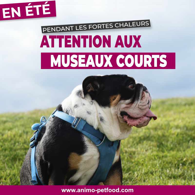 coup de chaleur -exercice pour chien par temps chaud- chien et chaleur-chien en été- exercices en été avec chien- déshydratation du chien- protéger les pattes de son chien en été- exercice à l’intérieur pour chien-chien sensible à la chaleur