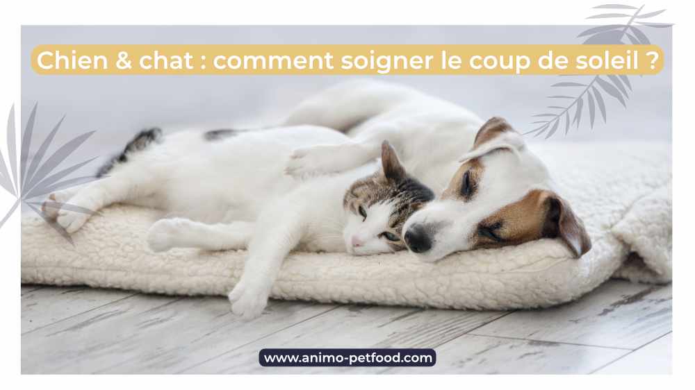 chien et chats comment soigner les coups de soleil