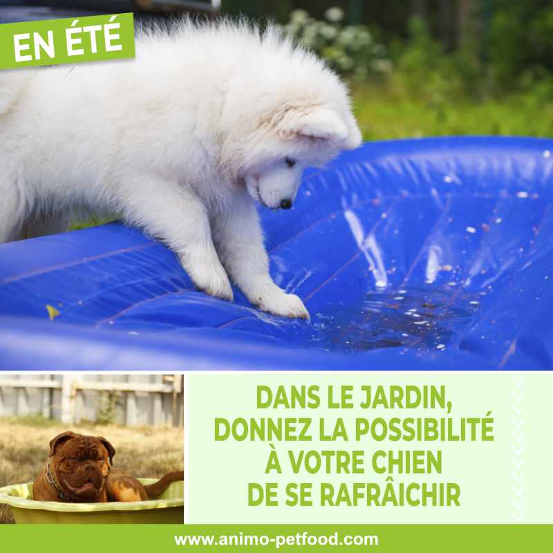 conseils-en-ete-pour-proteger-son-chien