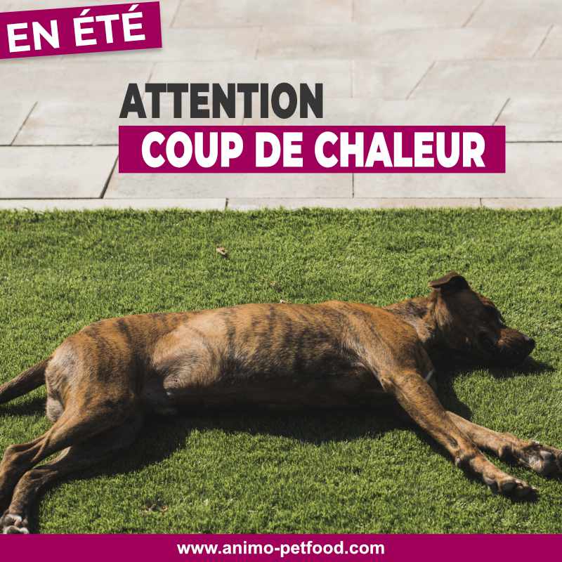 coup de chaleur chez le chien en été