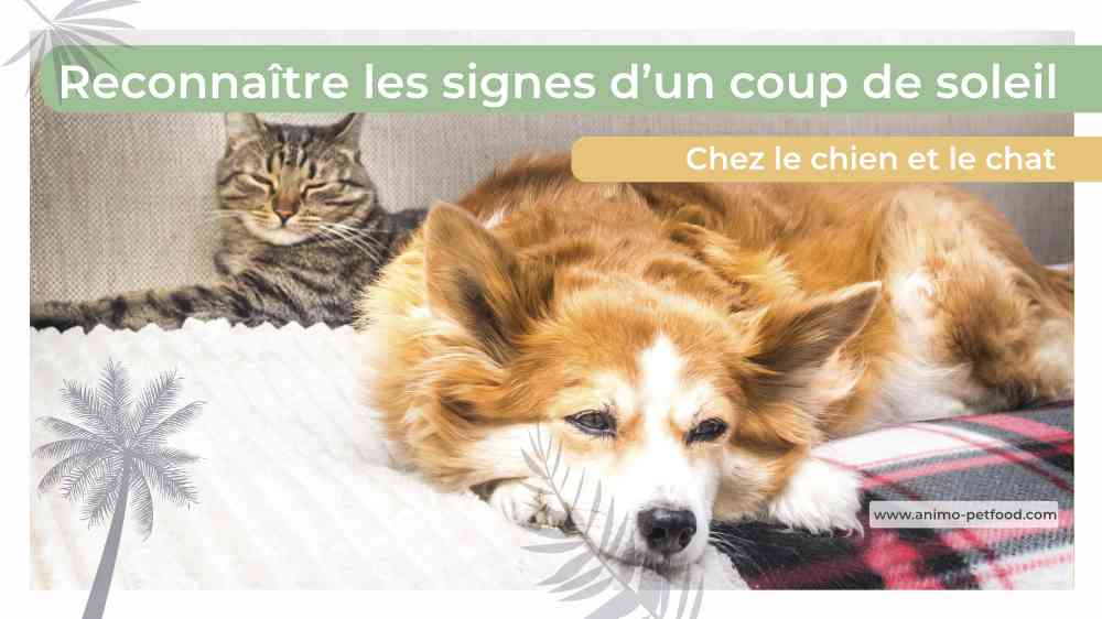 reconnaître les signes d'un coup de soleil chez le chien et le chat