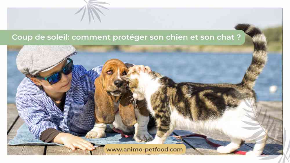 coup-de-soleil-comment-proteger-son-chien-et-son-chat