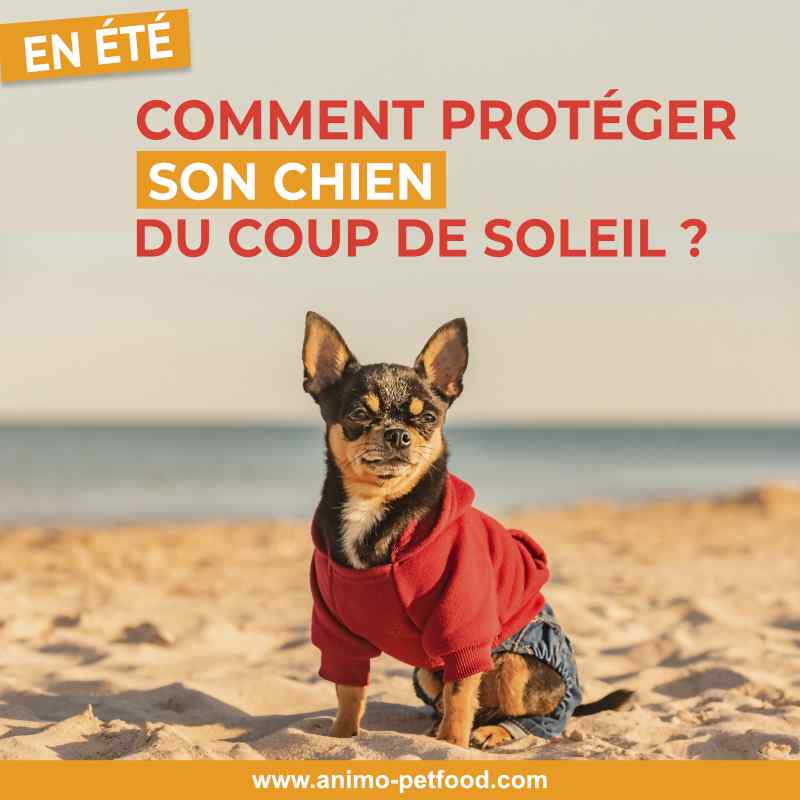 coup-de-soleil-comment-proteger-son-chien