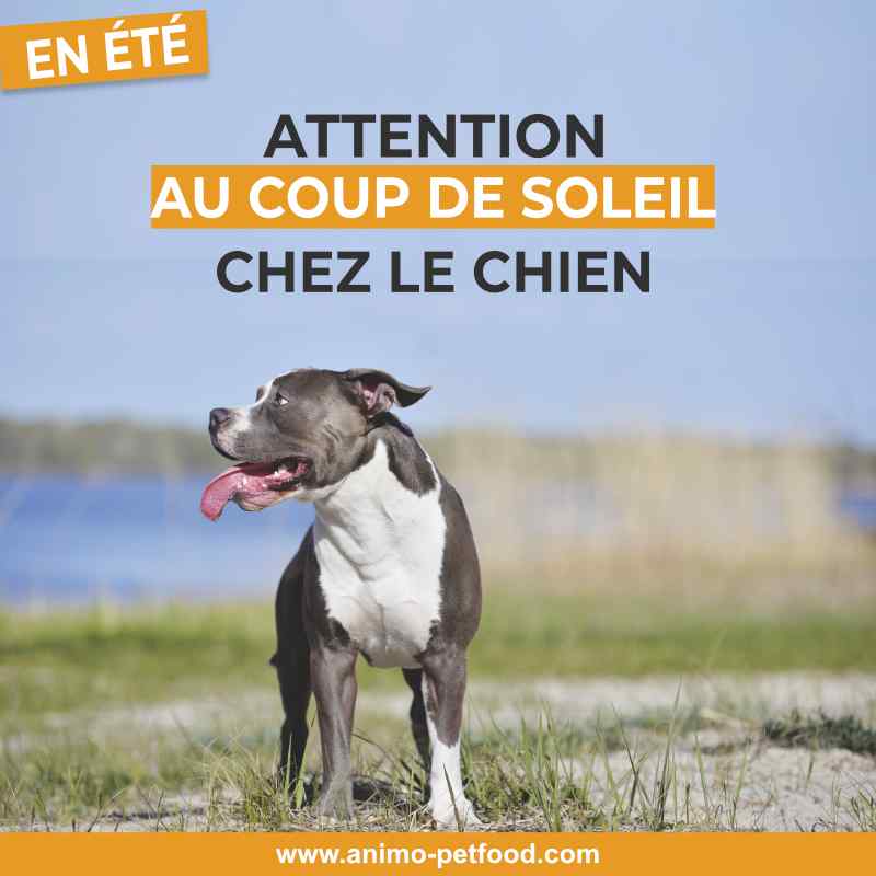 le chien à la plage -coup de soleil chien