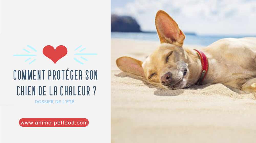 Protéger son chien de la chaleur en été