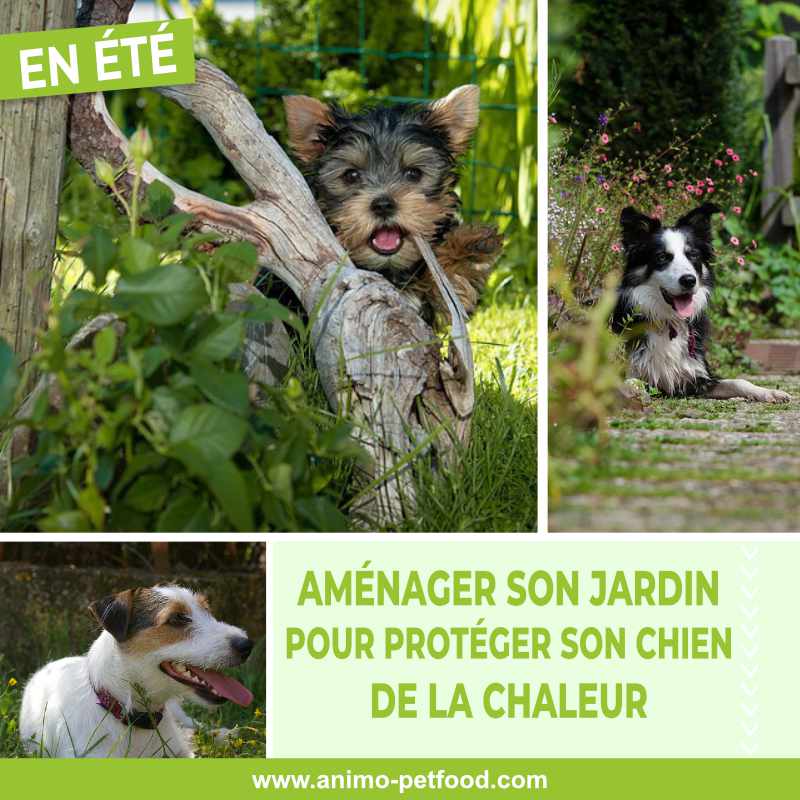 Comment aménager son jardin pour protéger son chien de la chaleur