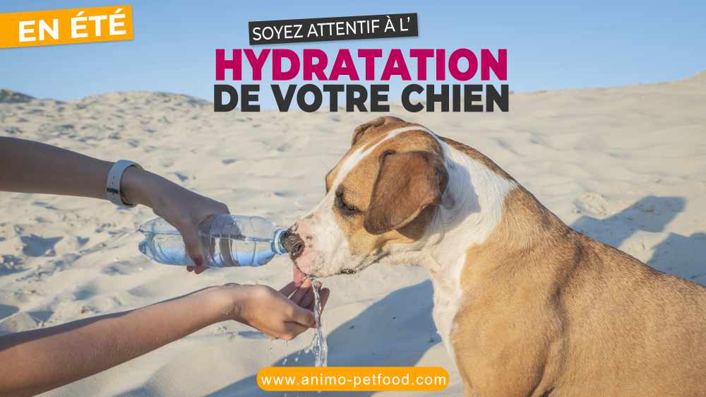 ete-hydratation-chien