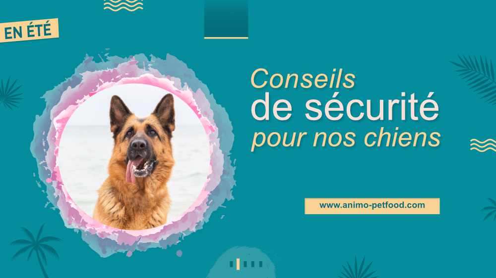preventions-pour-proteger-son-chien-en-ete