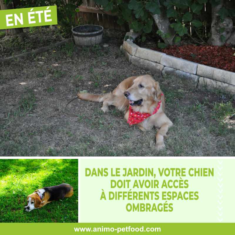 Aménager son jardin pour protéger son chien de la chaleur