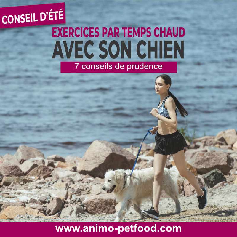 exercice pour chien par temps chaud- chien et chaleur-chien en été-coup de chaleur