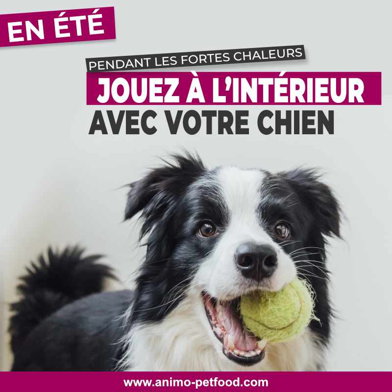 coup de chaleur -exercice pour chien par temps chaud- chien et chaleur-chien en été- exercices en été avec chien- déshydratation du chien- protéger les pattes de son chien en été- exercice à l’intérieur pour chien