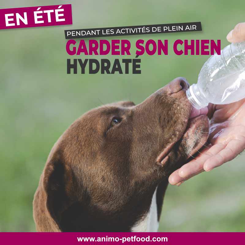 coup de chaleur -exercice pour chien par temps chaud- chien et chaleur-chien en été- exercices en été avec chien- déshydratation du chien