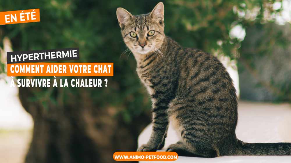 hyperthermie-comment-aider-votre-chat-a-survivre-a-la-chaleur