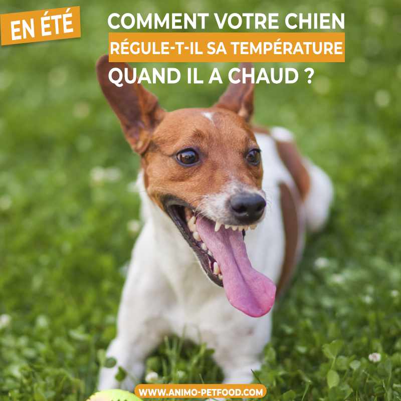 le-chien-face-a-la-chaleur