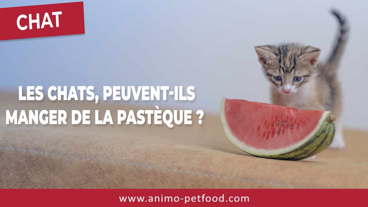 Les chats, peuvent-ils manger de la pastèque ?