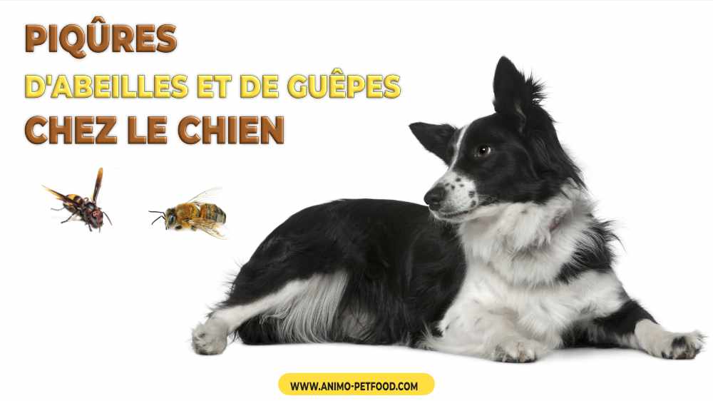 Piqures D Abeilles Et De Guepes Chez Le Chien