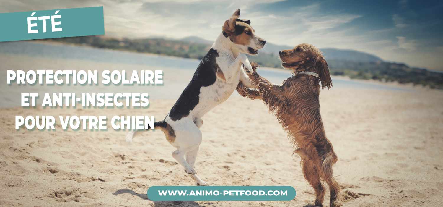 protection-solaire-et-anti-insectes-pour-votre-chien