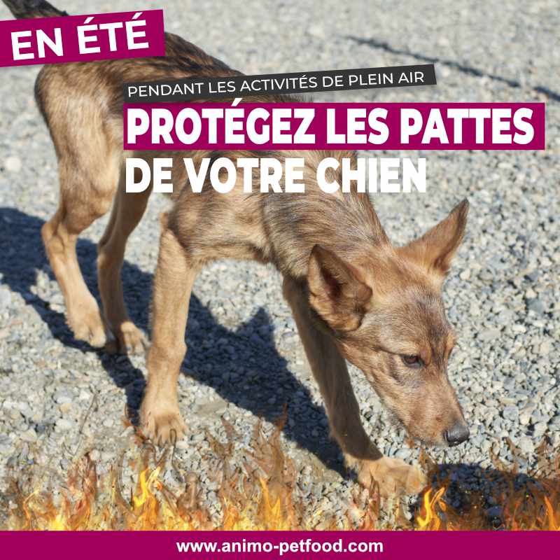 coup de chaleur -exercice pour chien par temps chaud- chien et chaleur-chien en été- exercices en été avec chien- déshydratation du chien- protéger les pattes de son chien en été