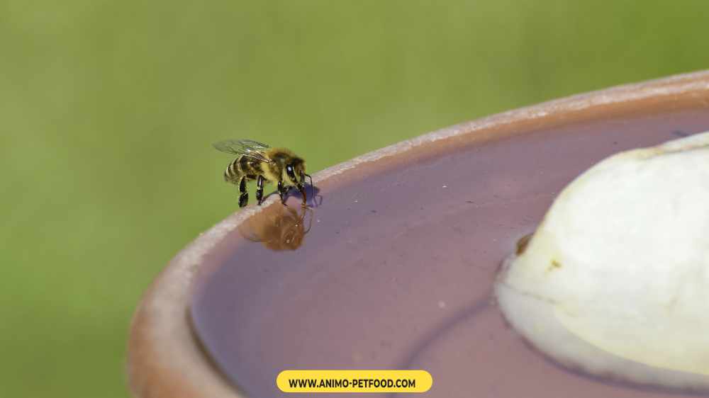 risque-piqures-d-abeilles-et-de-guepes-chez-le-chien