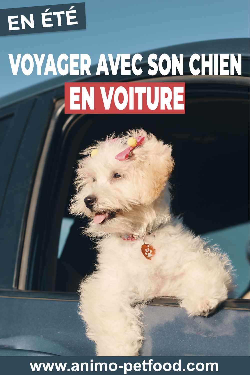 se déplacer en voiture avec son chien