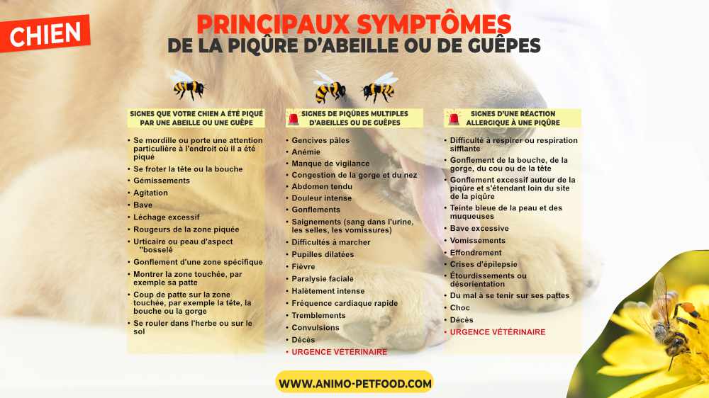 symptômes de la piqûre d'abeille chez le chien