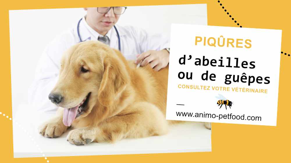 piqûres d'abeilles et de guêpes chez le chien