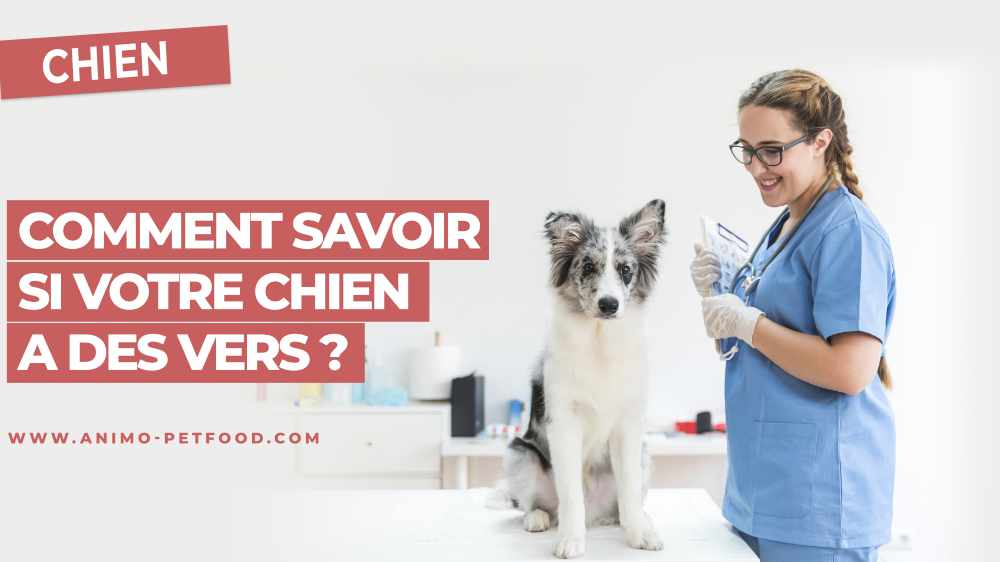 comment savoir si votre chien a des vers