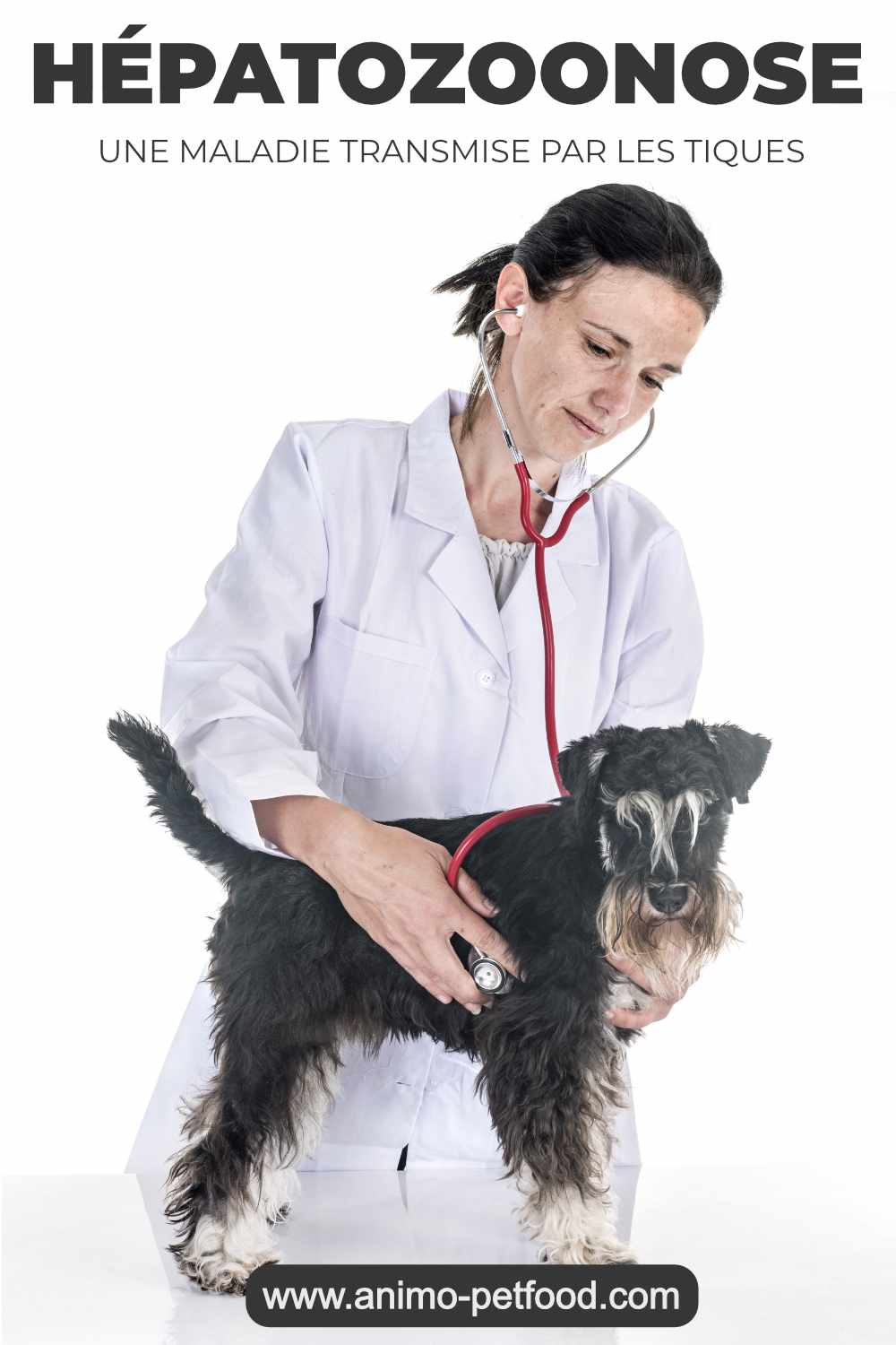 hépatozoonose canine maladie transmise par les tiques