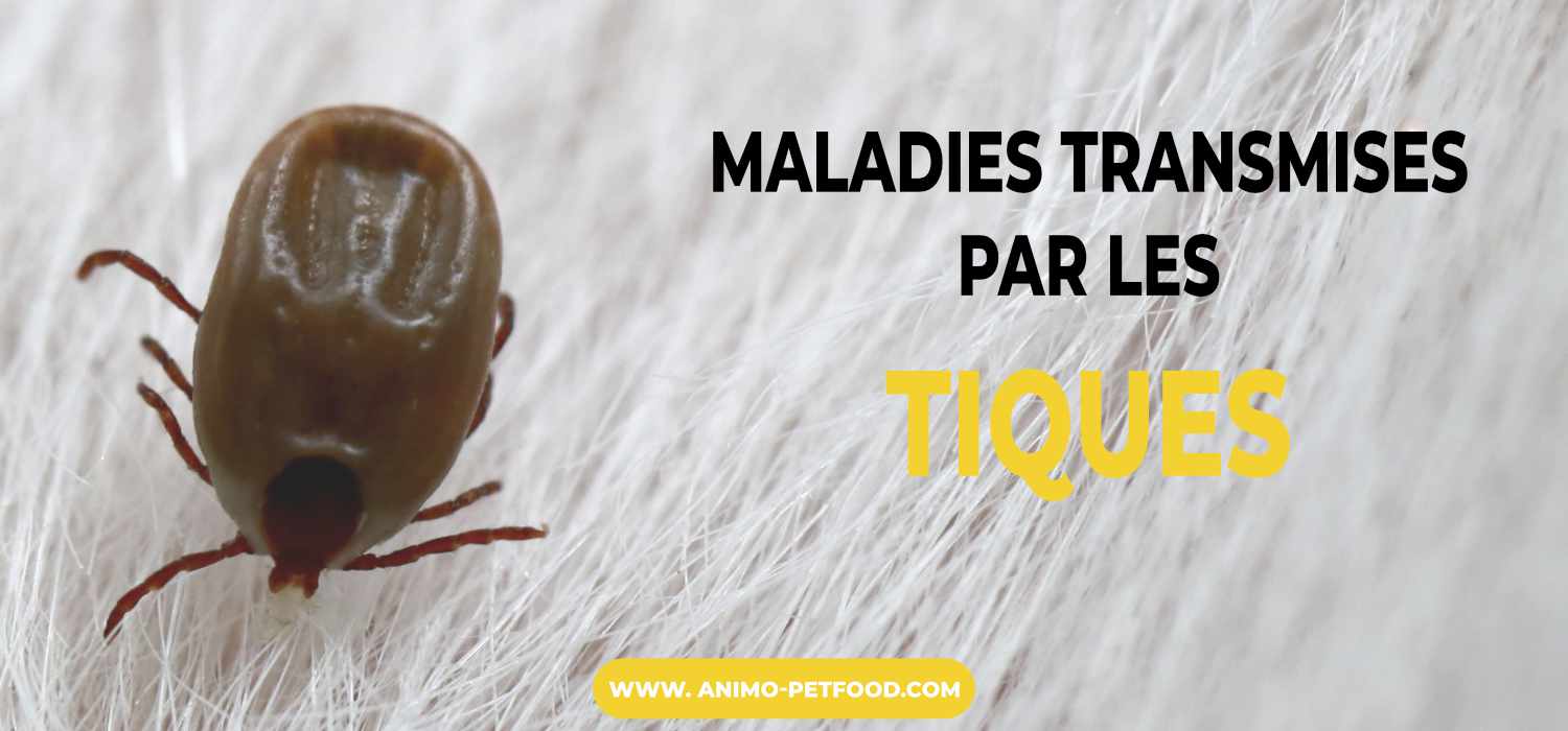 maladies transmises par les tiques