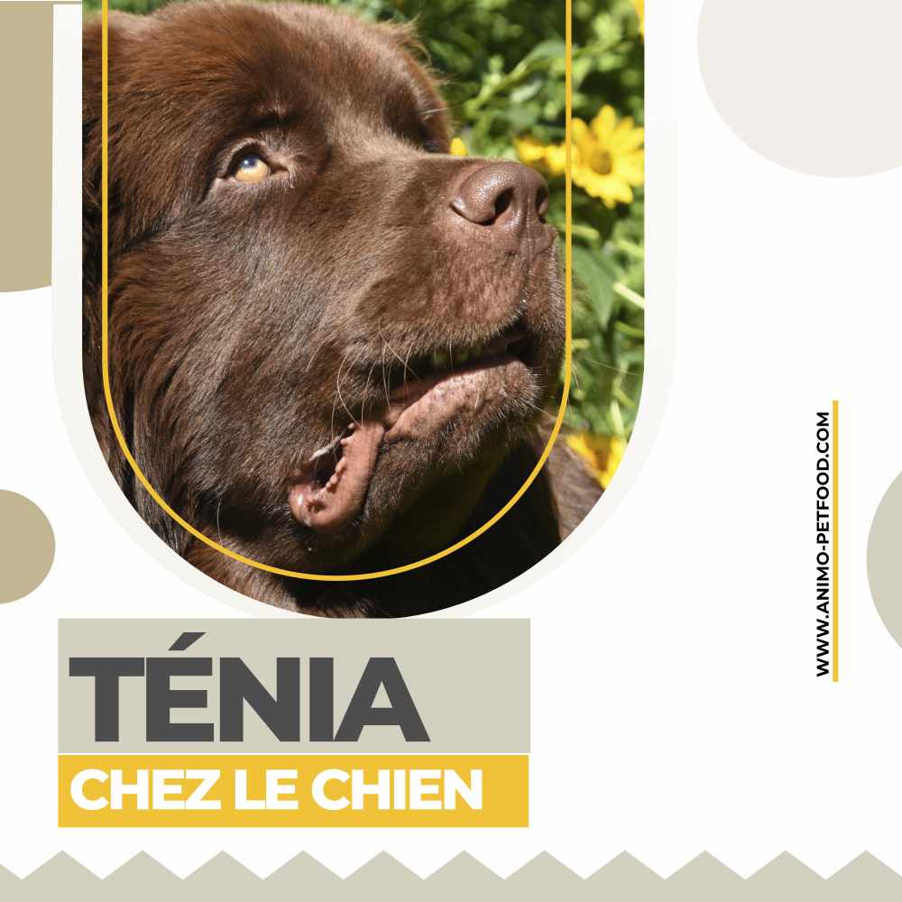 le-tenia-chez-le-chien