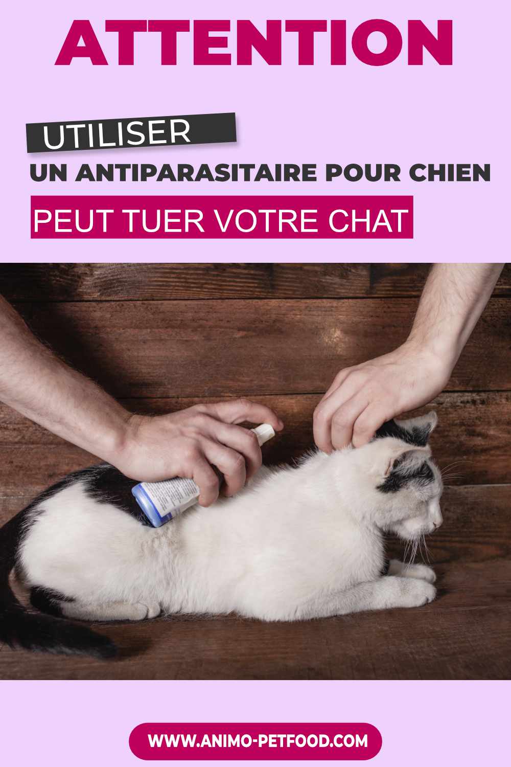 utiliser-un-anti-parasites-pour-chien-peut-tuer-votre-chat