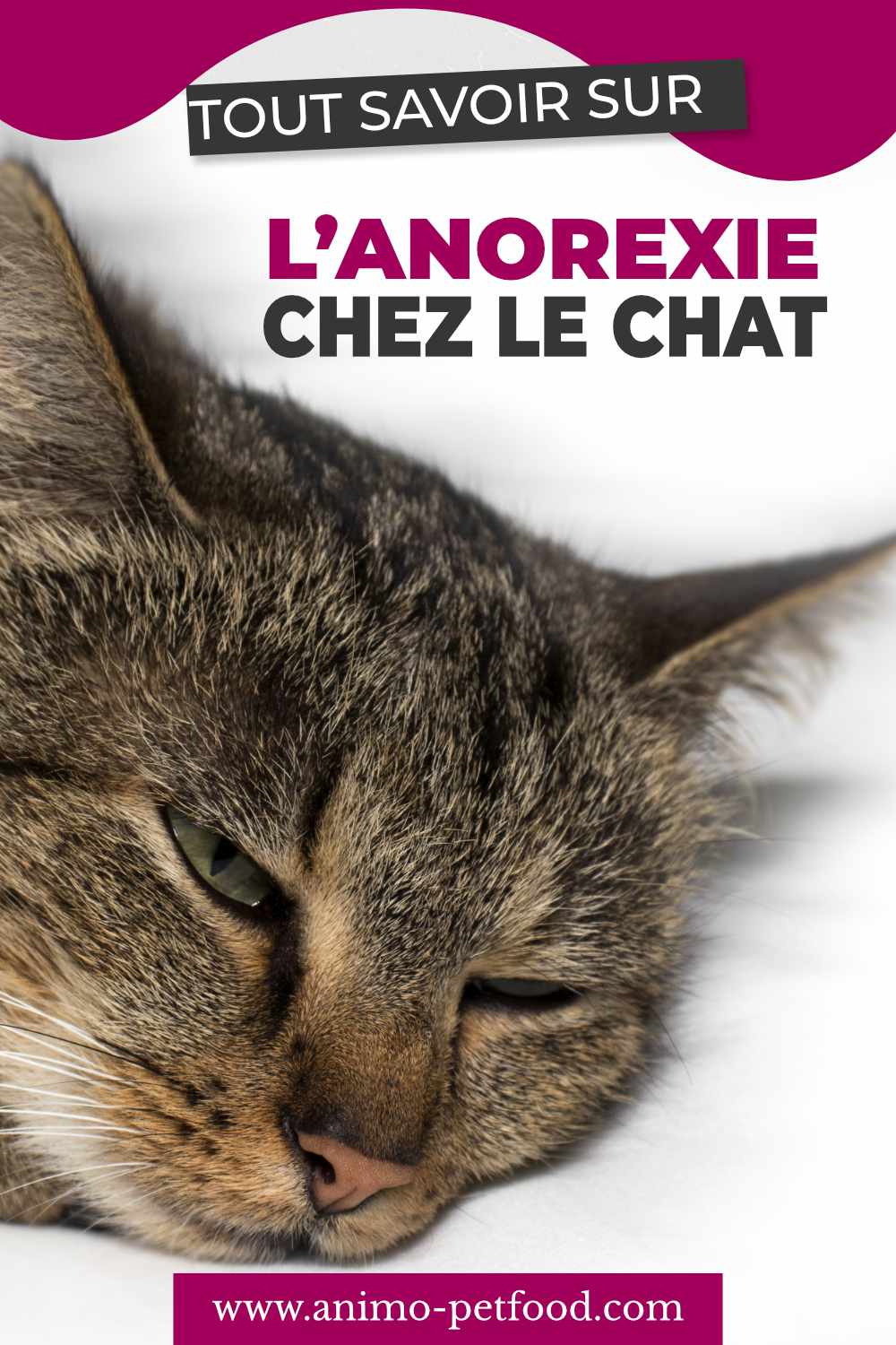 anorexie-chez-les-chats