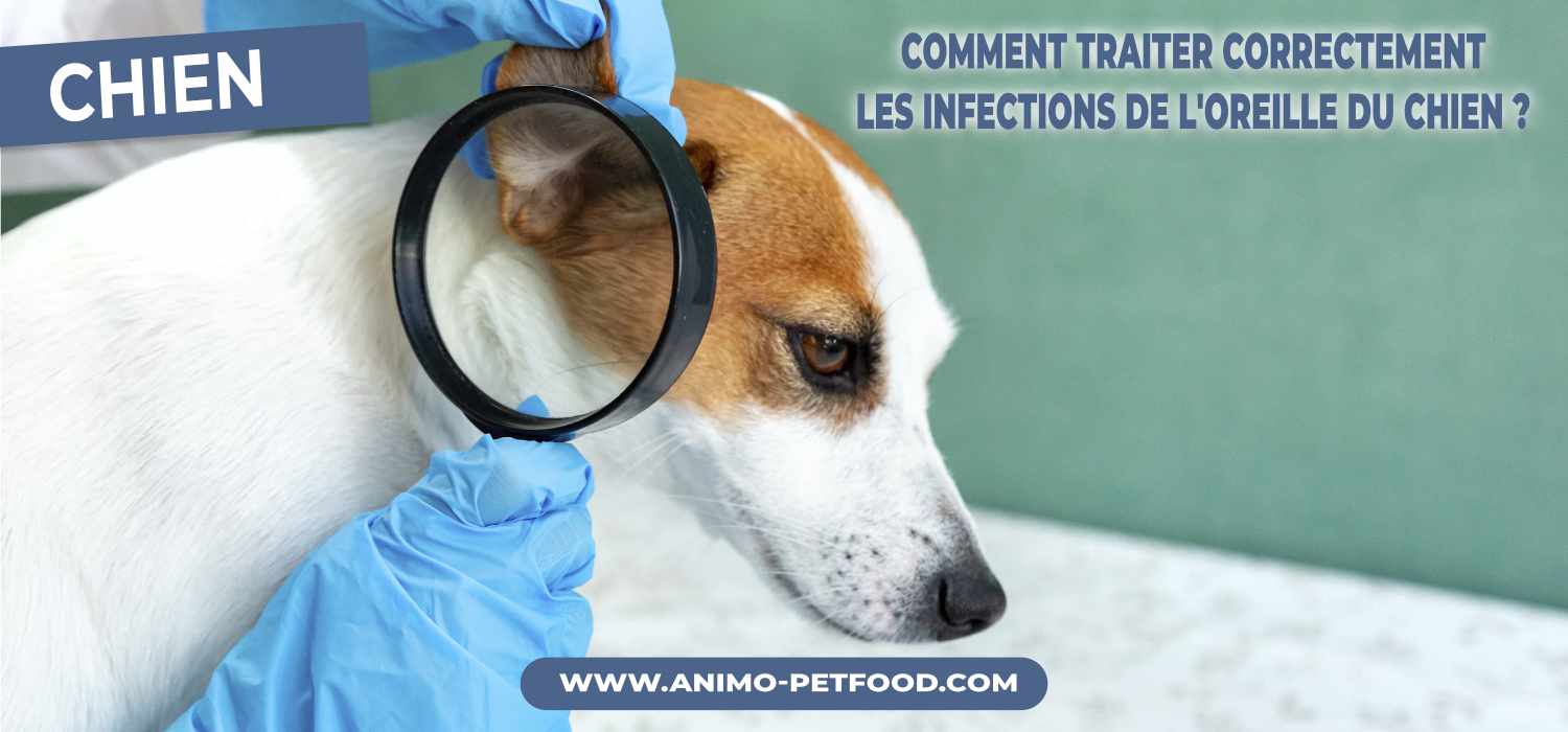 comment-traiter-correctement-les-infections-de-l-oreille-du-chien