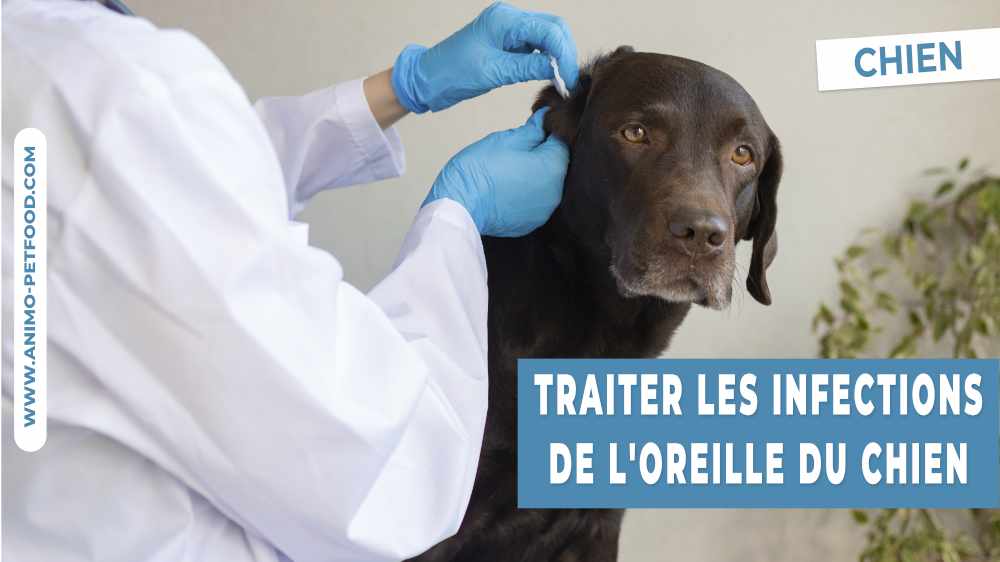 conseils-pour-traiter-les-infections-de-l-oreille-du-chien